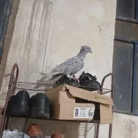 کبوتر سرور دم سفید نر|پرنده|فیروزآباد (فارس), |دیوار