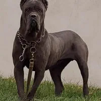 کنکورسو ماده