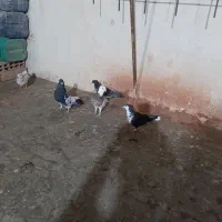 کفتر رنگه|پرنده|مشهد, طلاب|دیوار