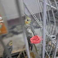 عروس هلندی|پرنده|مشهد, رضاییه|دیوار