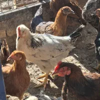 تعدادی مرغ و خروس رسمی ۶ ماهه دم تخم