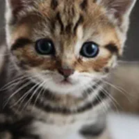 گربه پیدا شده