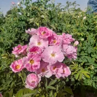 نهال گل محمدی