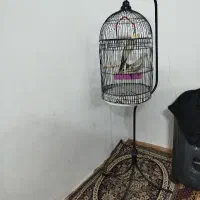 عروس هلندی جفت