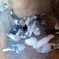کبوتر رنگی|پرنده|خرمدشت, |دیوار