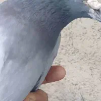 کبوتر گم شدە|پرنده|دهگلان, |دیوار
