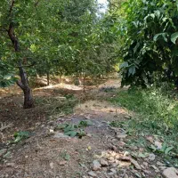 خریدگردواجاره تکاندن(تکان)وچیدن با اکیپ(نیروی)|خدمات باغبانی و درختکاری|خرم‌آباد, |دیوار