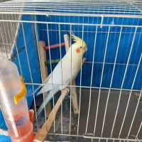 عروس هلندی قیمت ۱۰۰۰