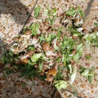 حلزون آلبینو