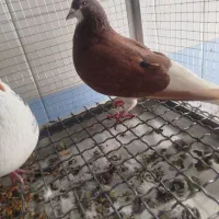 کارد نوک سوزنی۱۵۰۰