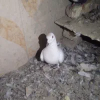 کبوتر|پرنده|زابل, |دیوار