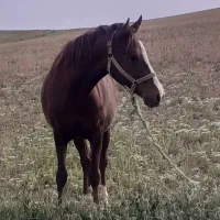 اسب مادیان ۴ ساله