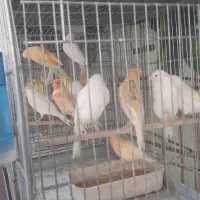 قناری سفید طلایی پرتقالی|پرنده|آباده, |دیوار