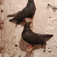 زاغ بمی|پرنده|کرمان, |دیوار