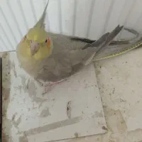 پرنده|پرنده|محمدیه-قزوین, |دیوار