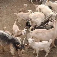 فروش 5 راس گوسفند به همراه 2 بزغاله