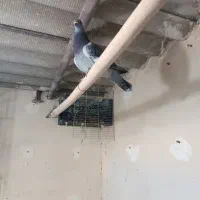 جان اردن|پرنده|شوش, |دیوار