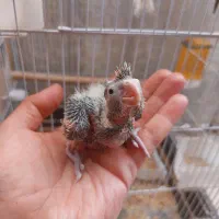 جفت عروس هلندی با جوجه و قفس بزرگ