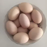 تخم برهما نطفه دار  زیر مرغی