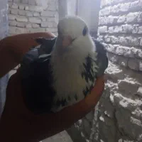 یک‌عدد‌شازده