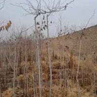 نهال توت|خدمات باغبانی و درختکاری|مشهد, درزآب|دیوار