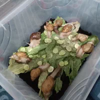حلزون شاه مولد حراج ب علت جا ب جایی