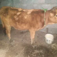 ‌گوساله‌ماده‌سرابی‌