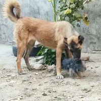 سگ سرابی ماده اصل