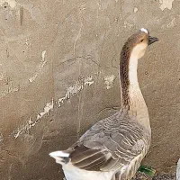 قوغاز‌نر،‌اصیل‌یک‌ونیم‌ساله،معاوضه،یا‌فروش|حیوانات مزرعه|اهواز, امانیه|دیوار