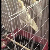 یک جفت عروس هلندی بفروش میرسد