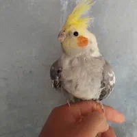 یک جفت عروس هلندی نر ماده