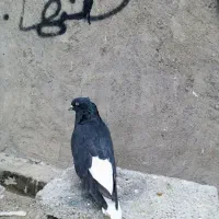 دم سفید|پرنده|شوشتر, |دیوار