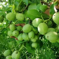 نهالستان صنوبر اصلاح شده گردو و بادام|خدمات باغبانی و درختکاری|کاشان, فاز ۱ ناجی آباد|دیوار