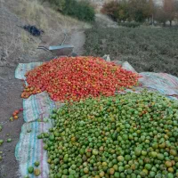 سلام گوجهفرنگی درجه یک برای فروش هر چند کیلو|عمدهفروشی|بلبان آباد, |دیوار