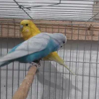 طوطی برزیلی بالغ و جوجه مرغ عشق مولد با تخم و جوجه|پرنده|رشت, حمیدیان|دیوار