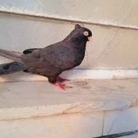کبوتر ذاغ|پرنده|ایذه, |دیوار