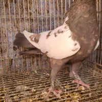 حسن خانی ماده