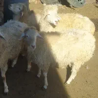 توغلی نر دامازیق