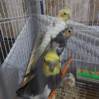 عروس هلندی جوجه