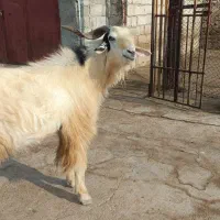 فروش پازن درجه یک|حیوانات مزرعه|خورموج, |دیوار