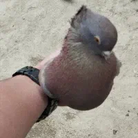 کفتر نوک کوچیک عطیقه|پرنده|چالدران, |دیوار