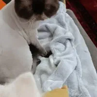 گربه بازیگوش نژاد همالیین