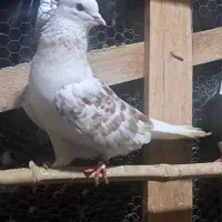 کبوتر دوبال