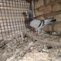 کبوتر پلاکی|پرنده|تهران, افسریه جنوبی|دیوار