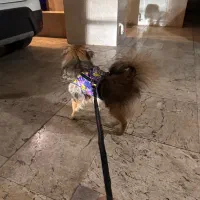 سگ پامرانین