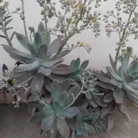 گلهای زیبا|گل و گیاه طبیعی|ماسال, |دیوار