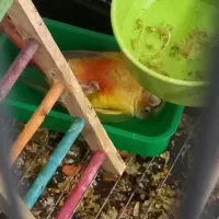 گرینچیک آناناسی رد /قرمزی بالا