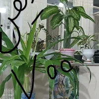 فروش گل در کلاته عرب|گل و گیاه طبیعی|عطاملک, |دیوار