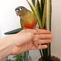 گرینچیک نر در حال بلغور دستی با تست معتبر، خانگی