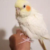 عروس هلندی|پرنده|مشهد, امیرآباد|دیوار